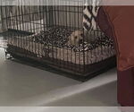 Small #2 Bichon Frise