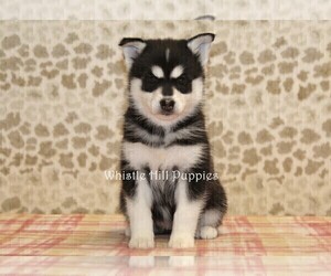 Pomsky Puppy for sale in DENVER, PA, USA