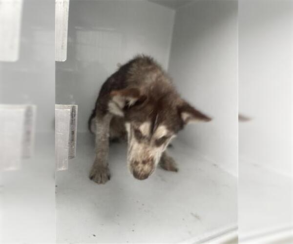 Medium Photo #1 Siberian Husky Puppy For Sale in Houston, TX, USA