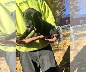 Great Dane Puppy for sale in HOOSICK FALLS, NY, USA