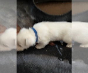 Medium West Highland White Terrier