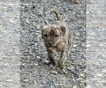 Small #2 American Bandogge mastiff