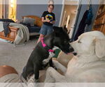 Small #4 Mutt