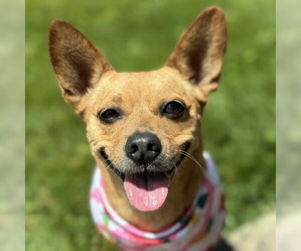 Medium Photo #5 Chihuahua-Unknown Mix Puppy For Sale in Arlington, VA, USA