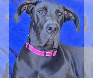 Mia - Female Great Dane Dog for Adoption - Photo #5