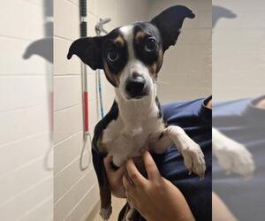 Mutt Dogs for adoption in Decatur, IL, USA