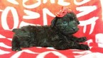 Small #4 Boston Terrier-Poodle (Toy) Mix