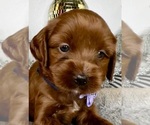 Small #1 Australian Labradoodle-Goldendoodle Mix