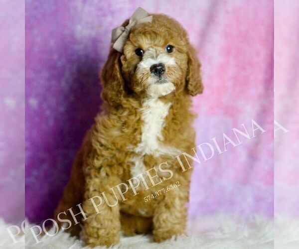 Medium Photo #4 Goldendoodle (Miniature) Puppy For Sale in WARSAW, IN, USA