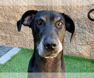 Great Dane-Unknown Mix Dogs for adoption in Moreno Valley, CA, USA