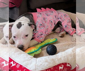 Mutt Dogs for adoption in Rustburg, VA, USA