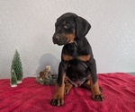 Small Photo #73 Doberman Pinscher Puppy For Sale in GOSHEN, IN, USA