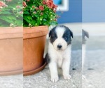 Small #2 Australian Shepherd