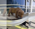 Small #2 Labrador Retriever