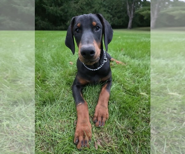 Medium Photo #6 Doberman Pinscher Puppy For Sale in WARSAW, IN, USA