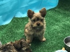 Small Photo #2 Yorkshire Terrier Puppy For Sale in CARLSBAD, CA, USA
