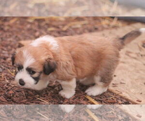 Australian Shepherd-Shih Tzu Mix Dogs for adoption in Paso Robles, CA, USA