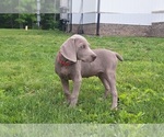Puppy Norris Weimaraner