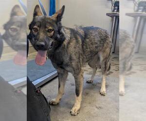 German Shepherd Dog-Unknown Mix Dogs for adoption in Camarillo, CA, USA