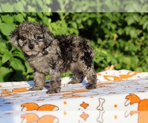 Poodle (Toy) Puppy for sale in DYERSBURG, TN, USA
