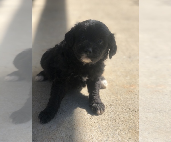 Medium Photo #4 Aussiedoodle Miniature  Puppy For Sale in SPENCER, TN, USA