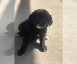 Small Photo #4 Aussiedoodle Miniature  Puppy For Sale in SPENCER, TN, USA
