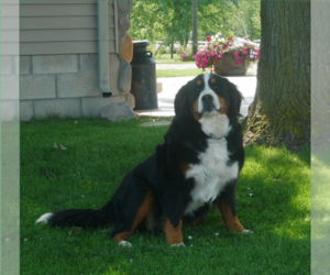 Mother of the Bernese Mountain Dog puppies born on 03/18/2023