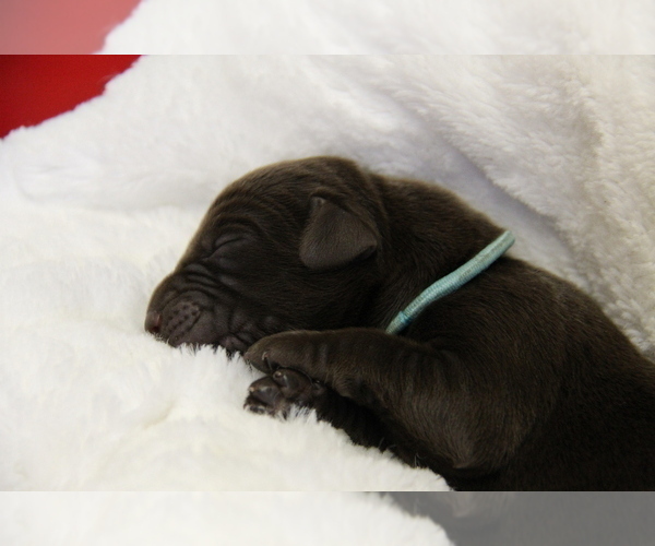 Medium Photo #6 Labrador Retriever Puppy For Sale in HYDE PARK, VT, USA