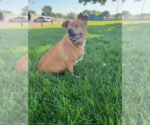 Medium Photo #2 Chihuahua-Unknown Mix Puppy For Sale in Boise, ID, USA
