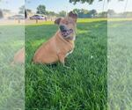 Small #1 Chihuahua Mix