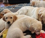 Small #2 English Cream Golden Retriever