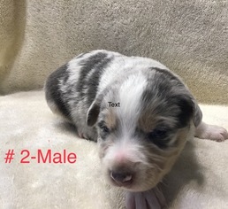 Mutt Puppy for sale in SALEM, MO, USA