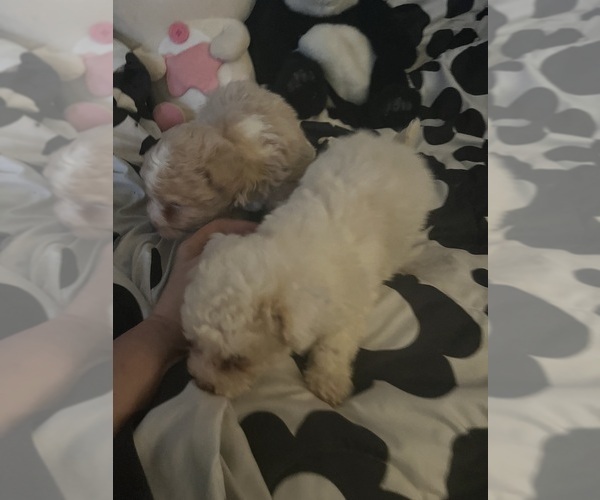 Medium Photo #1 Maltipoo Puppy For Sale in VENETA, OR, USA