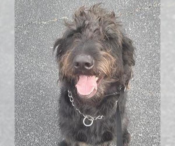 Medium Photo #1 Poodle (Standard)-Unknown Mix Puppy For Sale in San Antonio, TX, USA