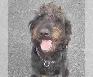 Poodle (Standard)-Unknown Mix Dogs for adoption in San Antonio, TX, USA