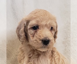 Medium Goldendoodle