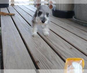 Schnauzer (Miniature) Puppy for sale in AMARILLO, TX, USA