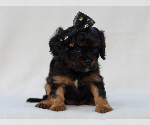 Medium Photo #2 Cavalier King Charles Spaniel Puppy For Sale in LIBERTY, KY, USA