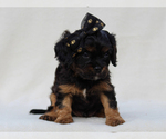 Small #1 Cavalier King Charles Spaniel
