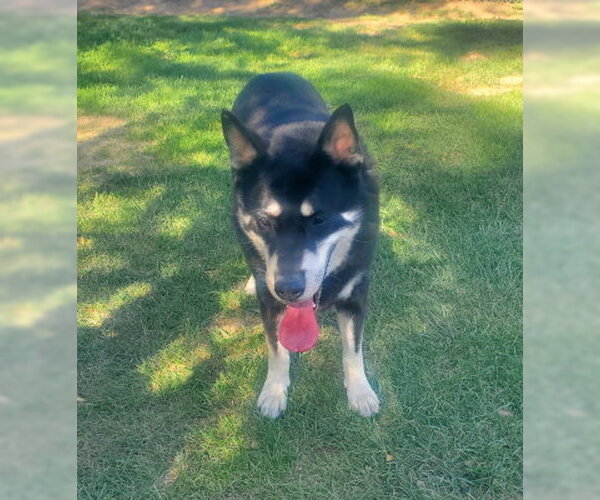 Medium Photo #2 Gerberian Shepsky Puppy For Sale in Ventura, CA, USA