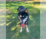 Small Photo #2 Gerberian Shepsky Puppy For Sale in Ventura, CA, USA