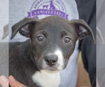 Small #5 Australian Shepherd Mix