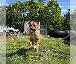 Small #1 Mutt