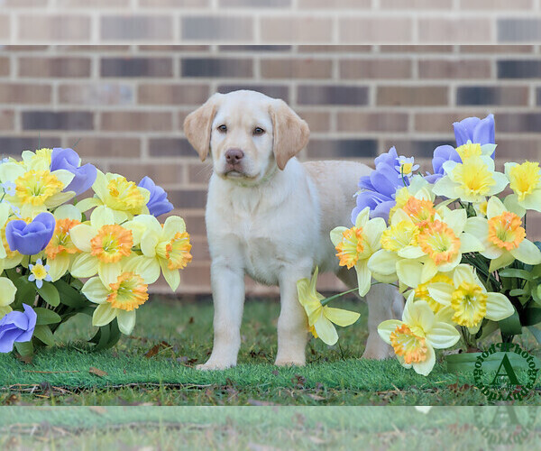 Medium Photo #1 Labrador Retriever Puppy For Sale in BRIDGEWATER, VA, USA