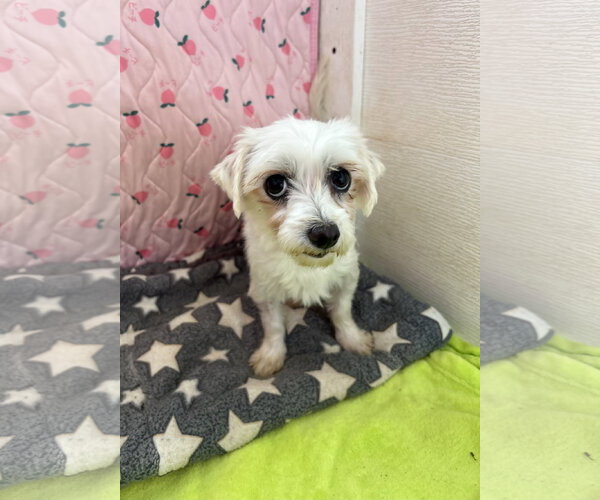 Medium Photo #2 Maltese Puppy For Sale in Pacolet, SC, USA
