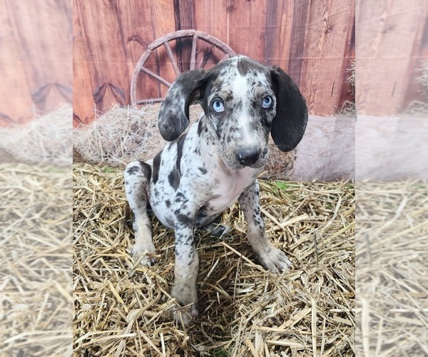Medium Photo #10 Catahoula Leopard Dog Puppy For Sale in CUMBY, TX, USA