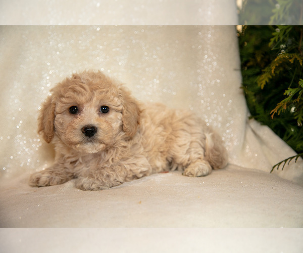 Medium Photo #2 Bichpoo Puppy For Sale in LEOLA, PA, USA