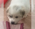 Small Photo #14 Great Pyrenees Puppy For Sale in MOUNT AIRY, NC, USA