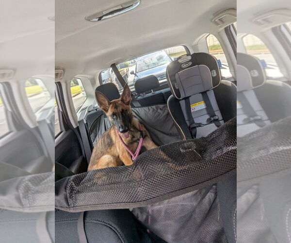 Medium Photo #2 German Shepherd Dog-Unknown Mix Puppy For Sale in Imlay City, MI, USA