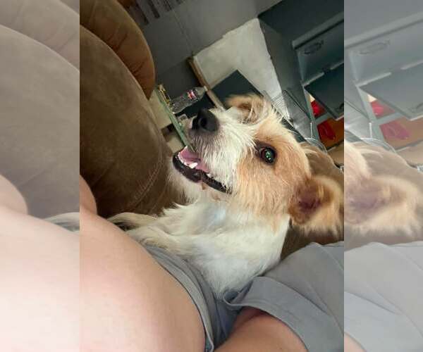 Medium Photo #2 Jack Russell Terrier Puppy For Sale in Oakhurst, NJ, USA